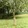 vidaXL Jutegewebe 0,5x15 m 100% Jute 200 g/m2