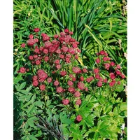Pflanzen Für Dich Astrantia major 'Ruby Wedding', Sterndolde, dunkelrot,