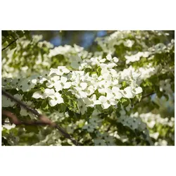 Cornus florida, Blumen-Hartriegel, 60–80 cm, weiße Blüten