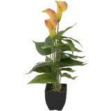 Europalms Calla mini, gelb orange, 43cm | Zimmerpflanze im Blumentopf