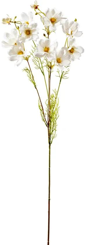 Cosmea 88cm weiß