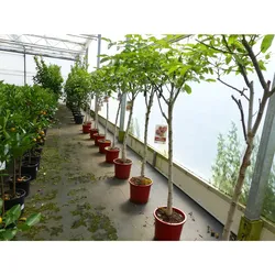 echter Walnussbaum Juglans regia 180 cm Obstbaum winterhart kräftiger Stamm Nussbaum