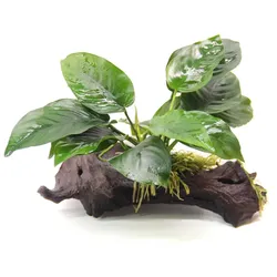 Anubias barteri 16 x 5 x 16 Centimeter Saugwurzel