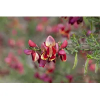 Pflanzen Für Dich Cytisus scoparius 'Goldfinch', Besenginster, gelb, 40–60