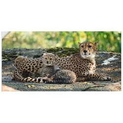Wandbild ARTLAND "Gepard 2", braun (farbe bild(er): braun), B:60cm H:30cm T:0,1cm, Dekorfolie, Bilder, als Leinwandbild, Poster, Wandaufkleber in verschied. Größen