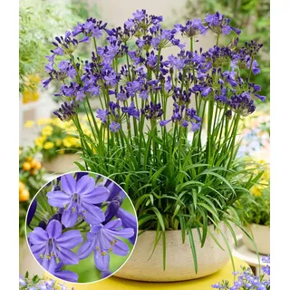 BALDUR Garten 1x Zwerg-Agapanthus 'Fairy Blue®', Knolle in Größe I