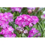 Pflanzen Für Dich Armeria maritima Splendens Grasnelke, ca. 9x9 cm Topf