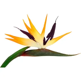 I.GE.A. Künstliche Blume Strelitzie Paradiesvogelblume Exotischer Dekozweig Zweig Einzelblume Dekoblume Tropische Vase Arrangement Gesteck Stielblume Gold Hochzeit Hawaii Party Themenparty Dekoration