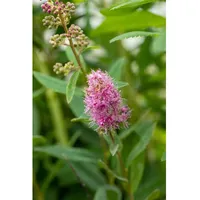 Pflanzen Für Dich Spiraea billardii 'Triumphans', rosa Blüten, 60–80