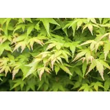 Pflanzen Für Dich Acer palmatum 'Bi-Hoo', Japanischer Ahorn, gelbe Rinde, 40–60 cm