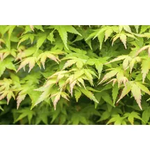Pflanzen Für Dich Acer palmatum 'Bi-Hoo', Japanischer Ahorn, gelbe Rinde, 40–60 cm