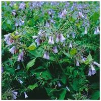 Pflanzen Für Dich Symphytum grandiflorum 'Blaue Glocken', Beinwell, blau,