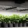 AC Infinity IONFRAME EVO6 LED Lampe 500W