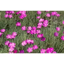 Pflanzen Für Dich Dianthus Feuerhexe Pfingstnelke ca. 9x9 cm Topf