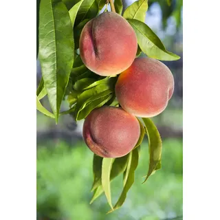 Pflanzen Für Dich Prunus persica 'Roter Weinbergpfirsich', Pfirsichbaum, 150–200 cm