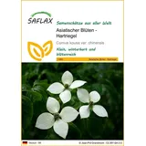 SAFLAX - Chinesischer Hartriegel - 30 Samen - Cornus kousa