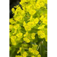 Pflanzen Für Dich Euphorbia cornigera 'Goldener Turm', Wolfsmilch, ca.
