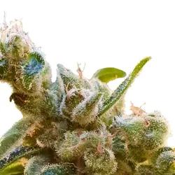 CBDrelax | Feminisierte CBD Samen von Paradise Seeds | 3 Hanfsamen