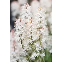 Pflanzen Für Dich Tiarella laciniata 'Arpeggio', Schaumblüte, ca. 9x9