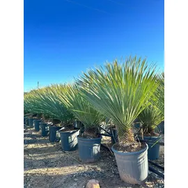 sunny-tree Sunny Tree - Yucca Rostrata - Palme - Stammhöhe 20/30 cm Winterharte Pflanze bis -20°C