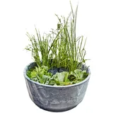 HEISSNER Solar-Wassergarten Aquatopia