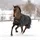 Kerbl Irish Turnout Pferdedecke Extra 300g 115 cm Schwarz/Gold