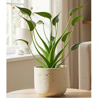 BALDUR Garten Zimmerpflanze Alocasia 'Tiny Dancers', 1 St., Elefantenohr, pflegeleicht grün
