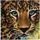 Craft Buddy Ltd. Leopard Crystal Art Kit 30x30 cm