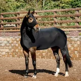 Horseware Rambo Slinky  - Black, M