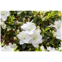 Pflanzen Für Dich Rhododendron obtusum 'Maischnee', weiß, 20–25 cm
