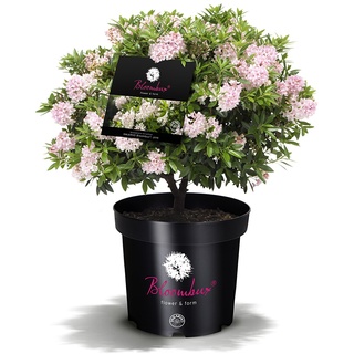 !!WELTNEUHEIT!! Bloombux® – Flower & Form by INKARHO® 25-30 cm breit im 2 Liter Pflanzcontainer