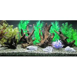 AMAZONAS Orbit Caruqa-Wurzel large