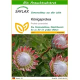 SAFLAX - Königsprotea - 5 Samen - Mit keimfreiem Anzuchtsubstrat - Protea cynaroides