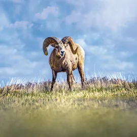 Zeiss Conquest 8x40 T*