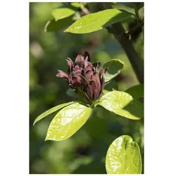 Calycanthus floridus, Gewürzstrauch, aromatisch, 60–80 cm