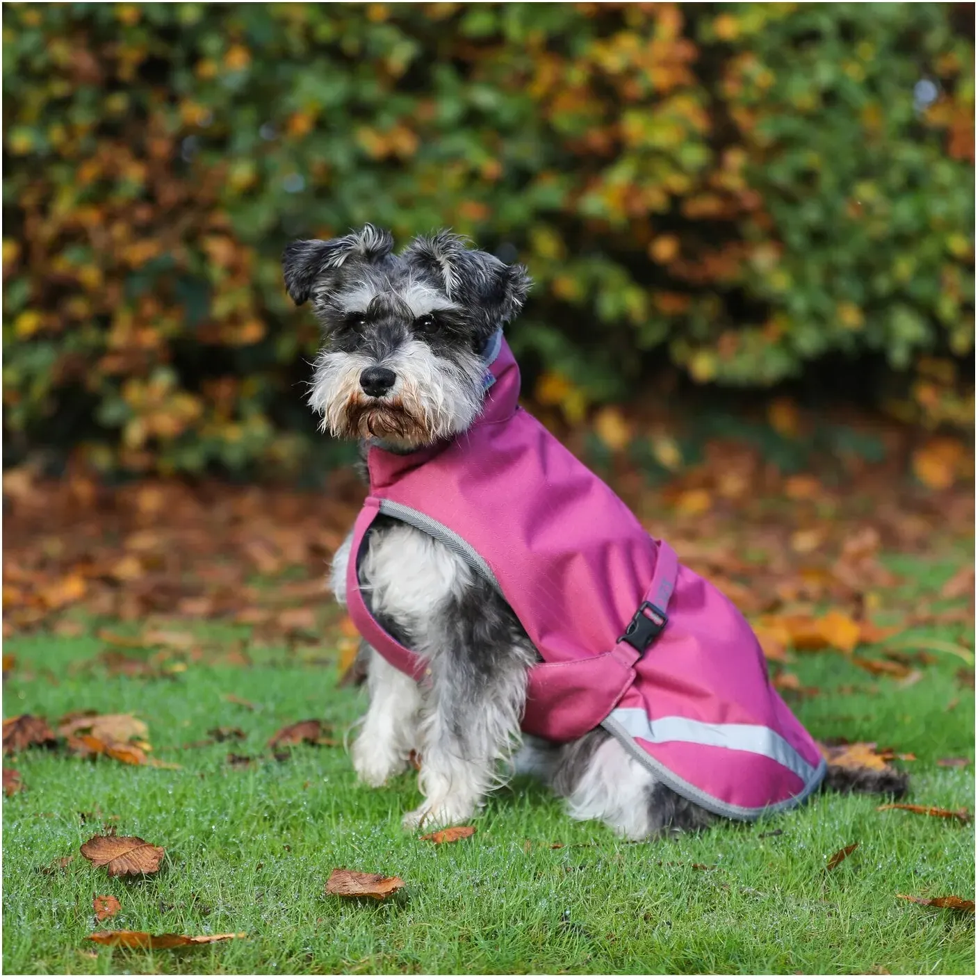 bucas Hundemantel Dog Rug Freedom 50 g raspberry 55 cm
