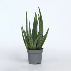 Plant in a Box - Aloe barbadensis - Aloe Vera - Höhe 25-40cm - Pot 10,5cm