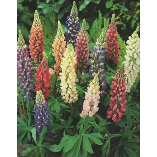Lupinen Russel Hybrids gemischt"3 Wurzelstöcke" Winterhart Staude Lupine