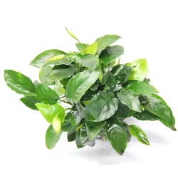 Anubias barteri var. nana 'Bigfoot' Topf XL