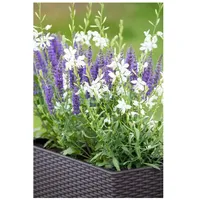 Pflanzen Für Dich Gaura lindheimerii 'Short Form', p 0,5