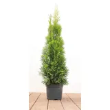 Pflanzen Für Dich Thuja occidentalis 'Smaragd', 60–80 cm