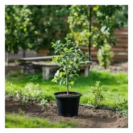 Plant in a Box - Apfelbaum mit 3 Apfelsorten in einem Baum Höhe 60-70 cm - Topf 17cm