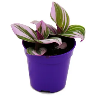 EXOTENHERZ Mini-Pflanze - Dreimasterblume - Tradescantia "Nanouk" - pflegeleichte hängende Zimmerpflanze - 5,5cm Topf