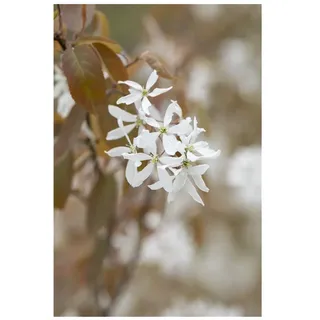 Pflanzen Für Dich Amelanchier 'Ballerina', Felsenbirne, weiß, 60–100 cm