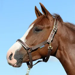 Bucas Halfter Dublin, Cob