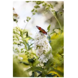 Buddleja 'Peace', Schmetterlingsflieder, weiß, 40–60 cm