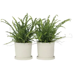 Plant in a Box Fluffigfarn - Nephrolepis Duffii 2er Set Höhe 25-40cm