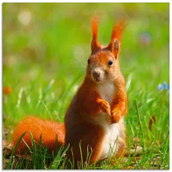 Artland Glasbild »Eichhörnchen Kontakt«, Wildtiere, (1 St.), in verschiedenen Größen Artland Farbe Bild(er): grün