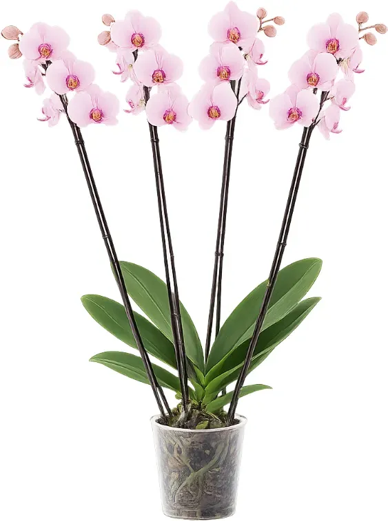 Orchidee „Super Extra“ (Phalaenopsis) 4 Triebe, hellrosa, d12