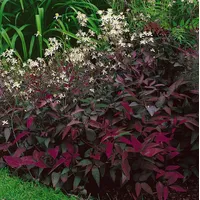 Pflanzen Für Dich Clematis recta 'Purpurea' 2L 60- 100
